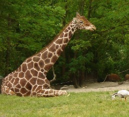 safari8.jpg