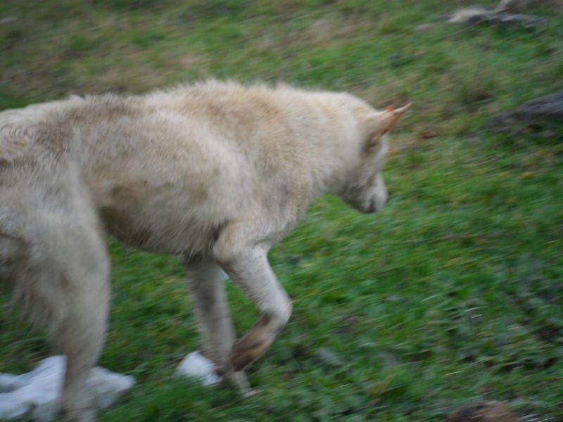 SAM_0911.jpg