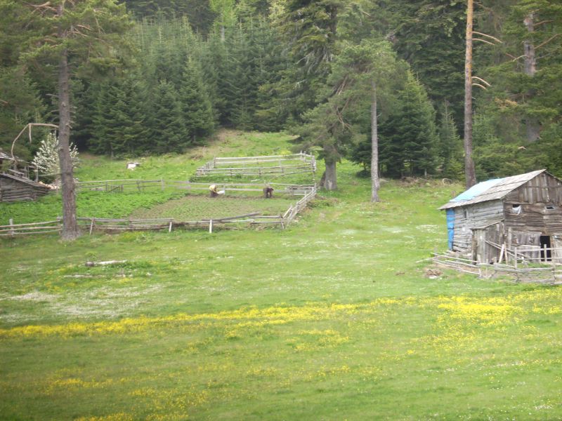 SANY0012.jpg