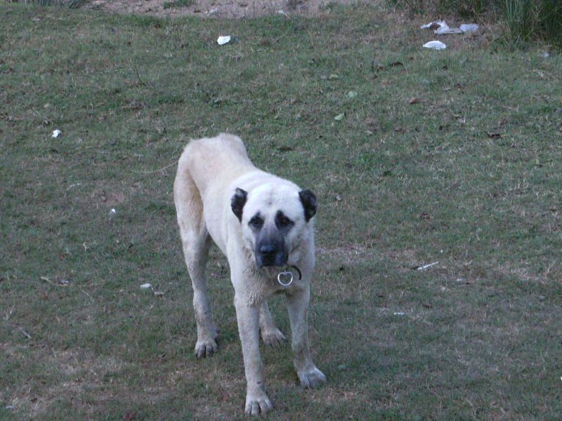 SANY0243.jpg