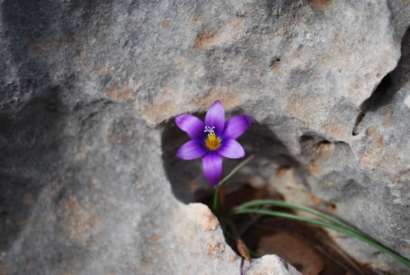 sazlÃƒÂƒÃ‚Â„ÃƒÂ‚Ã‚Â± damÃƒÂƒÃ‚Â„ÃƒÂ‚Ã‚Â±n ...._800x536.jpg