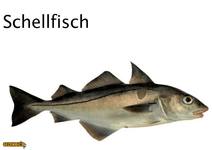 Schellfisch.PNG