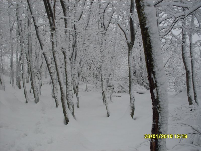 SDC10710.jpg