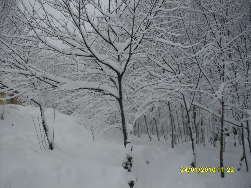 SDC10799.jpg