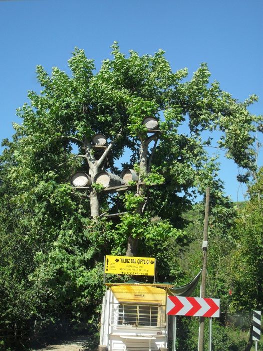 SDC13286.jpg