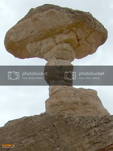 shroom.jpg
