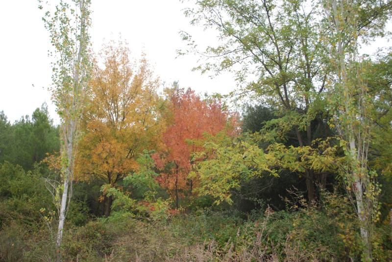 sonbahar 061_800x536.jpg