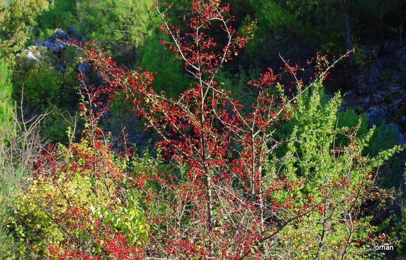 SONBAHAR ( EKÃƒÂƒÃ‚Â„ÃƒÂ‚Ã‚Â°M 24) 022.jpg