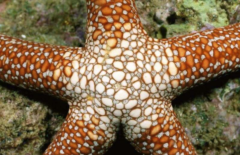 Star001.jpg