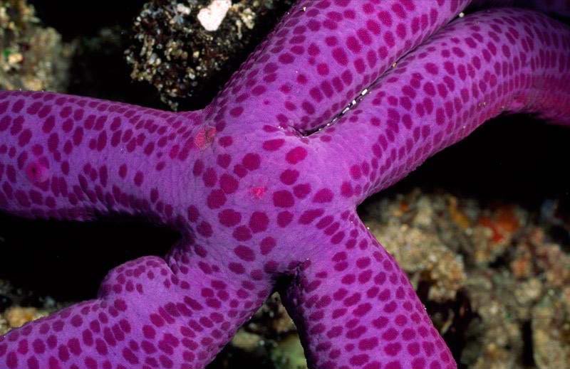 Star002.jpg