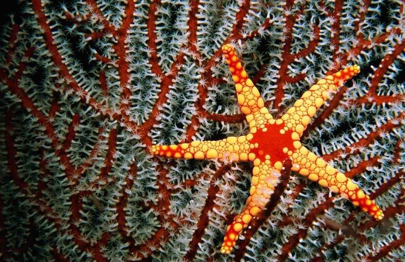 Star003.jpg