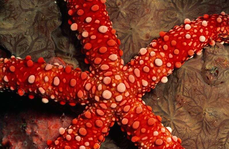 Star004.jpg