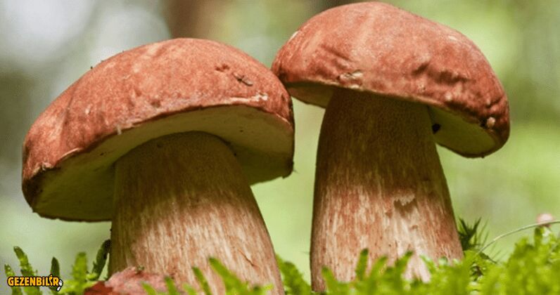 Steinpilz.PNG