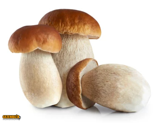 Steinpilz.PNG