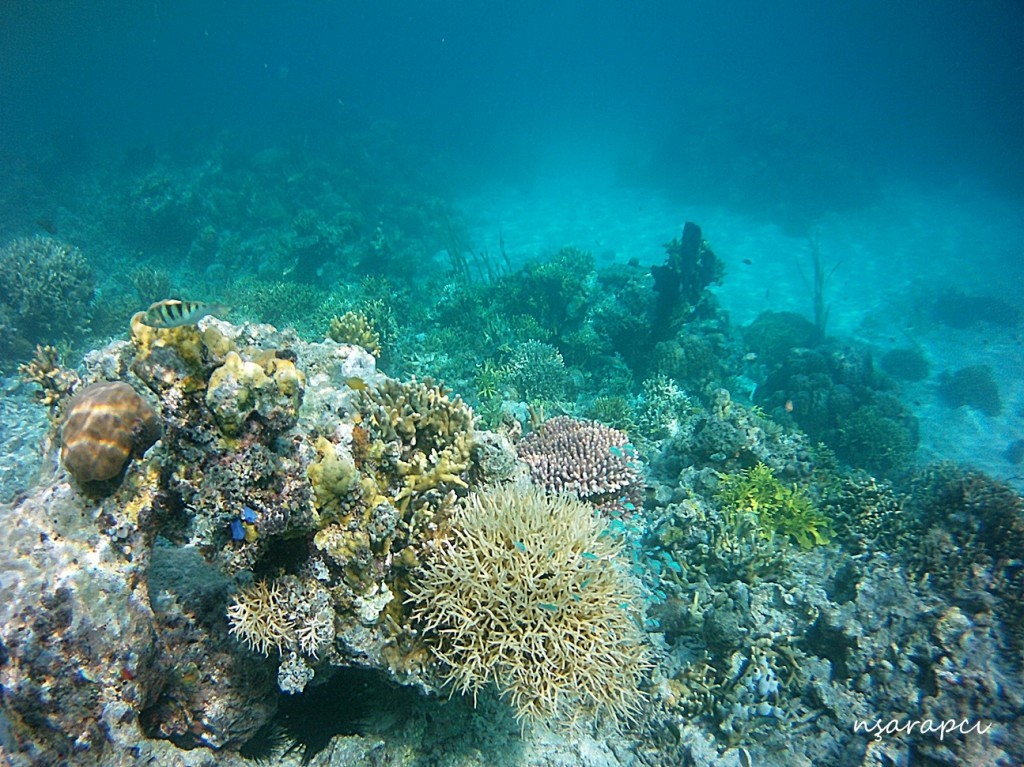 Sulawesi-Togean-Malengi.JPG