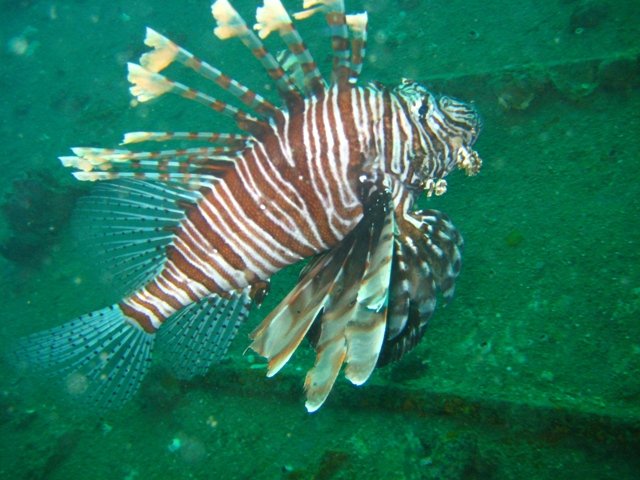 tayland 2008 789.jpg