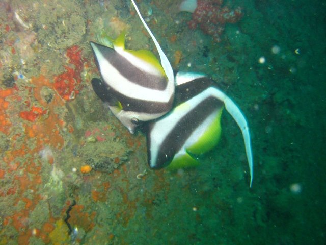 tayland 2008 801.jpg