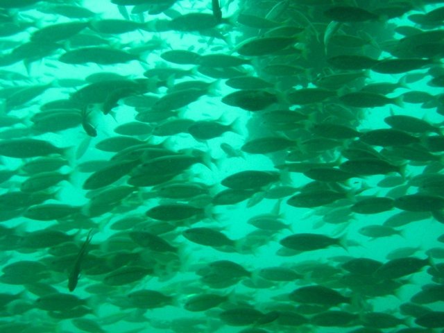 tayland 2008 824.jpg
