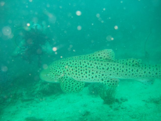 tayland 2008 872.jpg