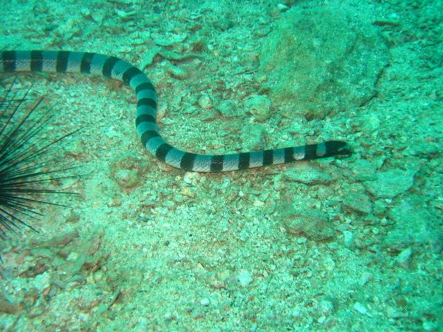 tayland 2008 916.jpg