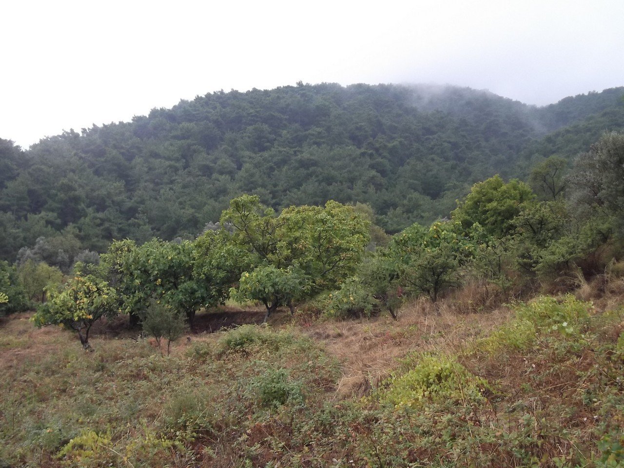 Termal Otel - Behzat 00006.jpg