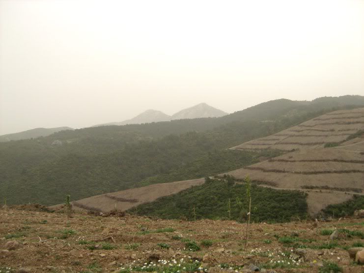 Trans006.jpg