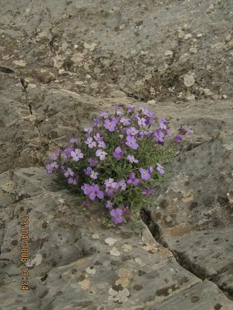 Trans038.jpg