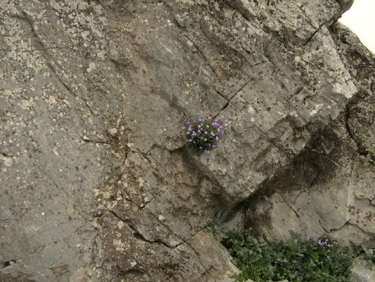 Trans039.jpg
