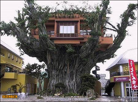 tree-house.jpg