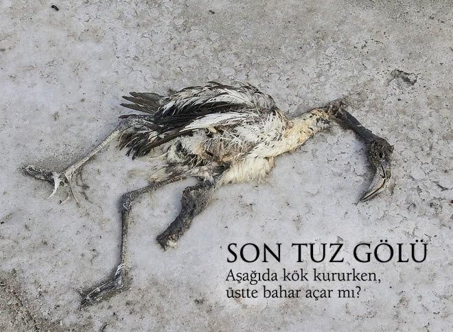 tuz-golu.jpg
