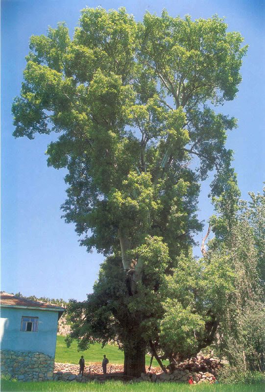 ulukavak.jpg