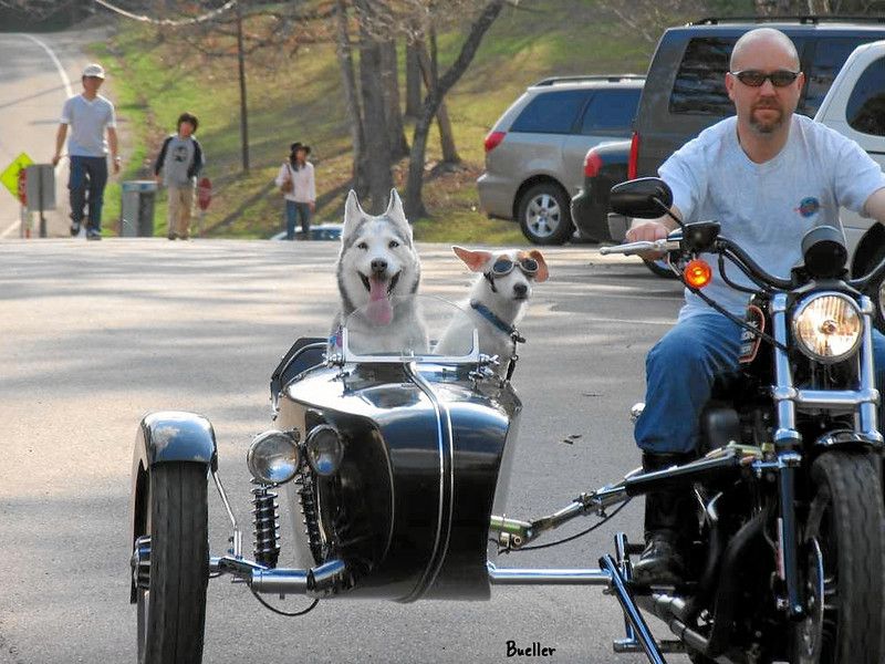 UOH 0002 Bueller.jpg