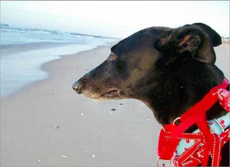 UOH 0004 Nell, a 3-year-old rescue greyhound, at Beach Haven in Long Beach Island, N.J..jpg