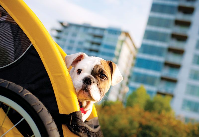 UOH 0009 Burley Pet tail_wagon_0.jpg