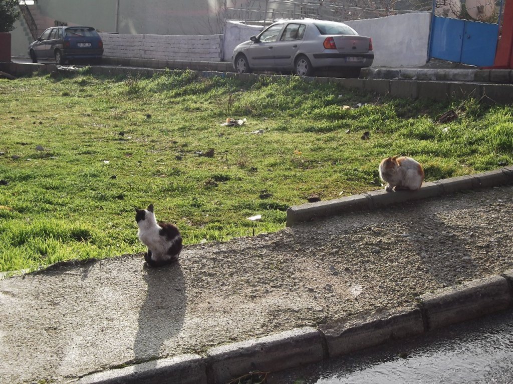 Uzundere'den (08 Ocak 2012)  00001.jpg