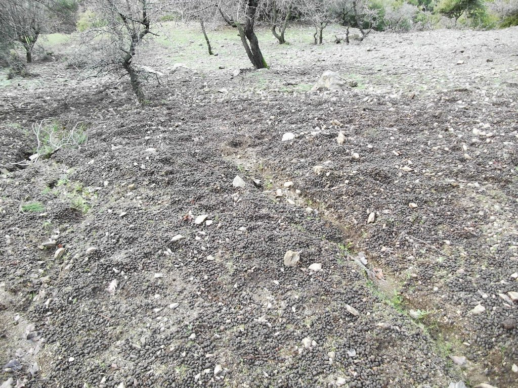 Uzundere'den (08 Ocak 2012)  00029.jpg