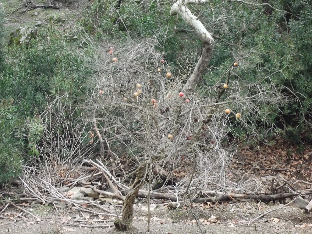 Uzundere'den (08 Ocak 2012)  00040.jpg