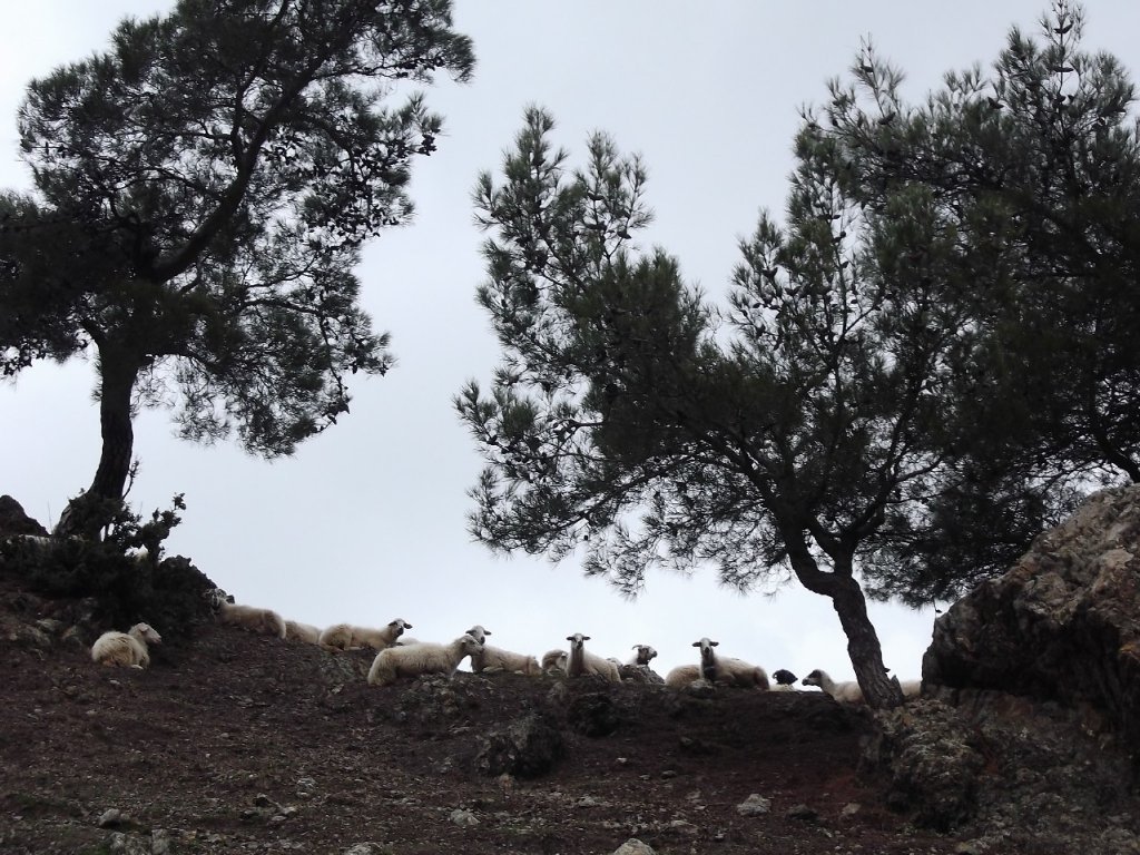 Uzundere'den (08 Ocak 2012)  00045.jpg