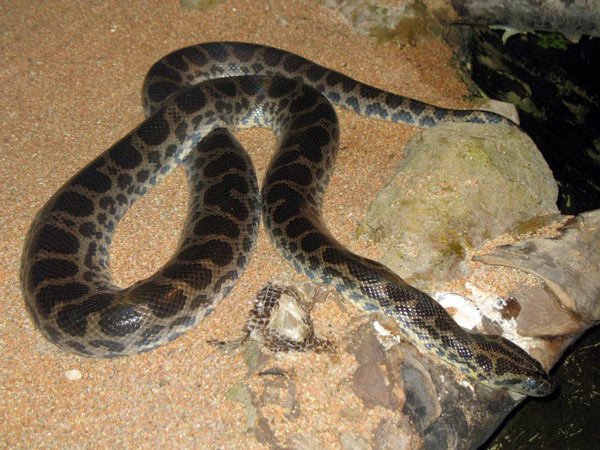 Vipera Barani