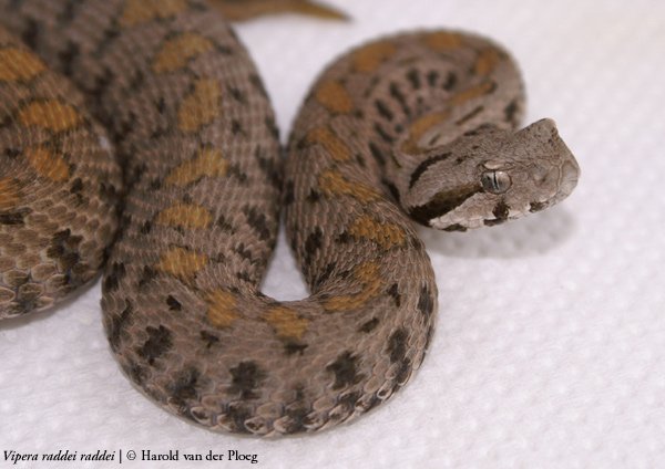 Vipera-raddei-raddei-1.jpg