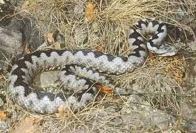 Vipera ammodytes1