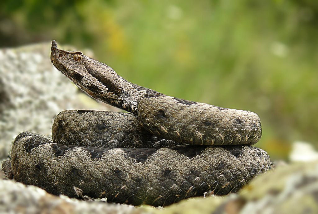 Vipera ammodytes ammodytes by TiberiuSahly