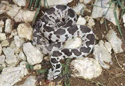 vipera_xanthina2.jpg