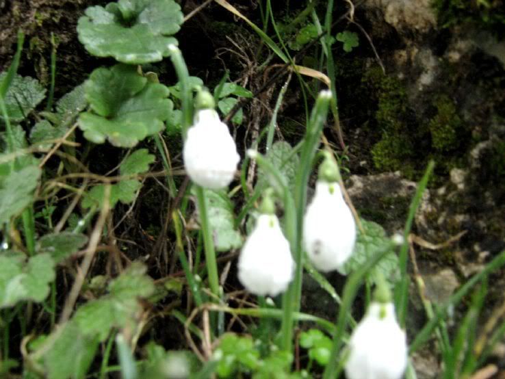 Visneli-Nif081.jpg