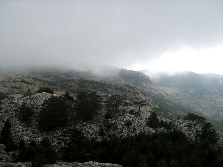 Visneli-Nif083.jpg