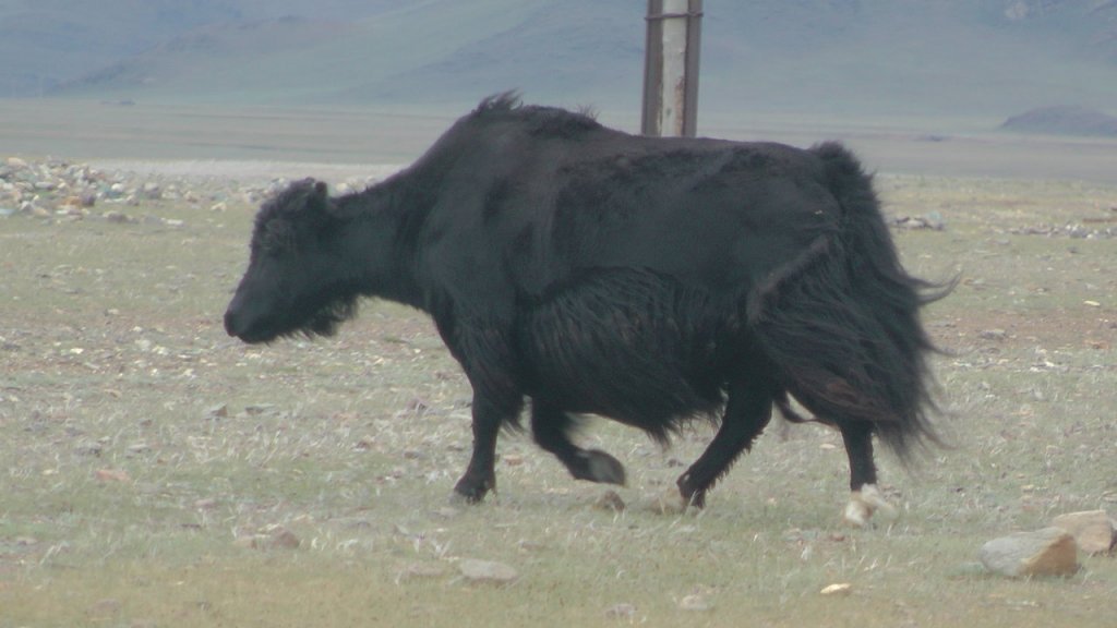 yak.jpg