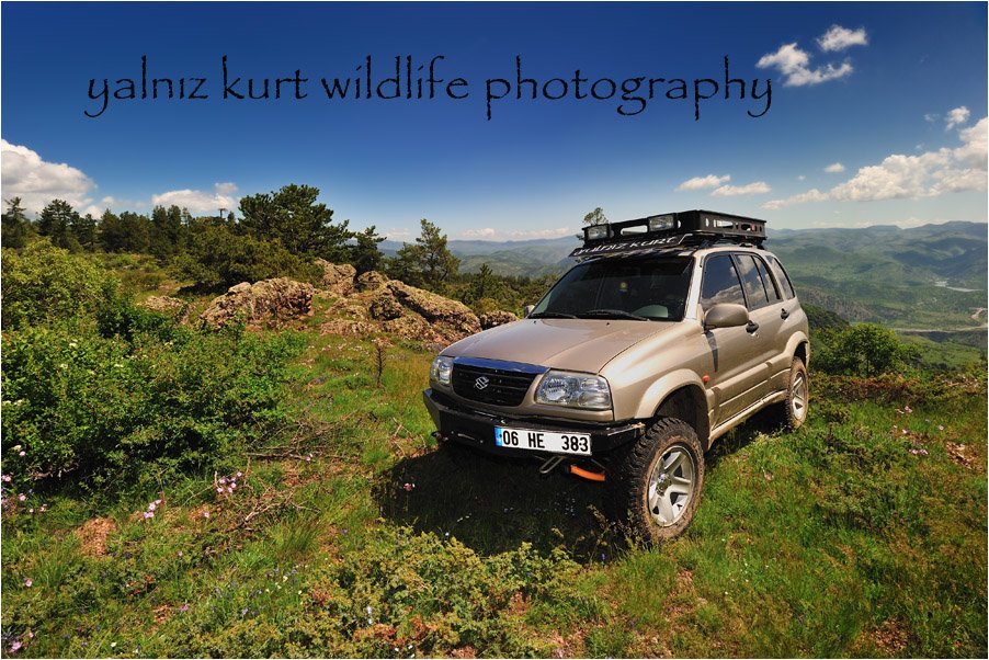 yanlÃƒÂƒÃ‚Â„ÃƒÂ‚Ã‚Â±z kurt wildlife photographer VÃƒÂƒÃ‚Â„ÃƒÂ‚Ã‚Â°TARA.jpg