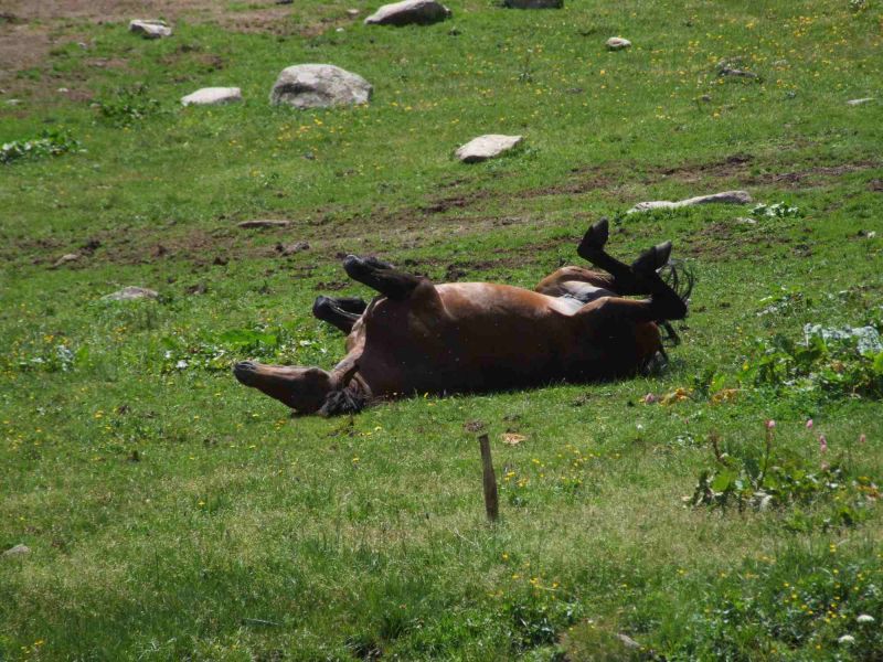 yayla_safari (56).jpg