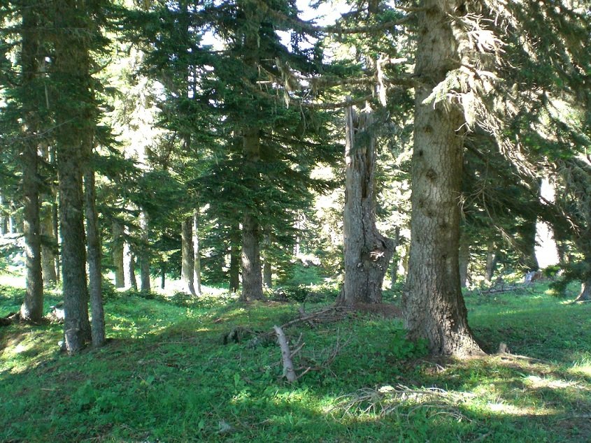 Yenice Denemesi (72).JPG