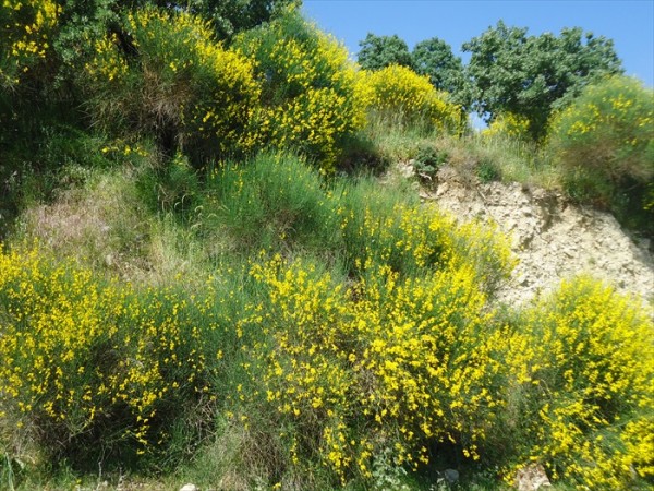 DSC08830.JPG